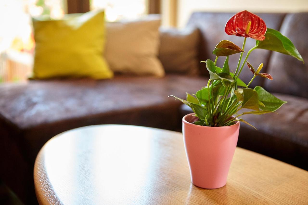 Apartment Rozelor Brasov